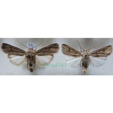 Agrotis segetum (Denis & Schiffermüller, 1775) pair Rolnica zbożówka Czech35j